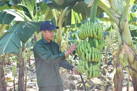 Trồng chuối già Nam Mỹ cho thu nhập cao