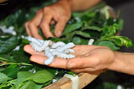 Nghề "ăn cơm đứng" ở Lâm Đồng: Qua cơn bĩ cực tới hồi thái lai