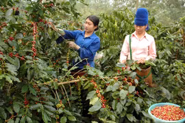 Cà phê: Chế biến sâu, xuất khẩu vững
