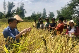 Mang Yang: Hội thảo đầu bờ giống lúa Ba Chăm