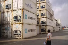 Xuất khẩu nông sản bị lừa tới tấp