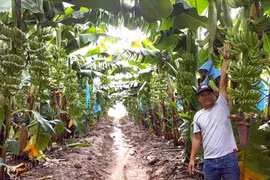 Gia Lai: Đầu tư hơn 1 tỷ USD tại Lào và Campuchia