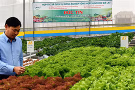 Hàng Việt và bài toán mở rộng thị trường