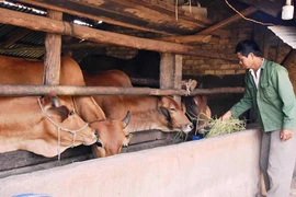 Làm giàu từ nuôi bò lai Sind