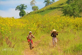 Mê mẩn ngắm hoa dã quỳ vàng rực trên núi lửa Chư Đăng Ya