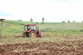 Kbang: Hơn 6.500 ha cây trồng vụ mùa bị thiệt hại do nắng hạn