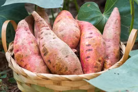 Khoai lang trong ký ức một thời