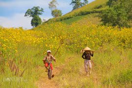 Mê mẩn ngắm hoa dã quỳ vàng rực trên núi lửa Chư Đăng Ya