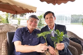 Loài sâm "quốc bảo" trồng bằng cây cấy mô ở Đà Lạt đã cho củ