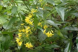 Giận chồng, người vợ trẻ vào rừng chụp ảnh cùng lá ngón gửi cho người thân rồi tự tử