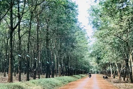 Tản mạn Ia Ko