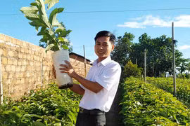 Công ty Bơ Mỹ Hoàng Gia: Liên kết xây dựng vùng chuyên canh cây ăn quả