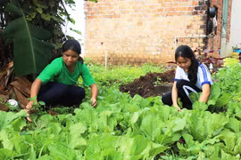Chư Sê: Hiệu quả mô hình trồng rau sạch trong trường học