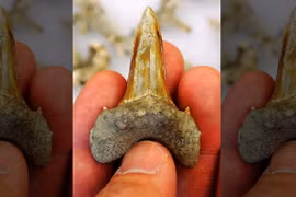 Hài cốt "quái vật" 91 triệu tuổi ăn hết anh em trong bụng mẹ để ra đời