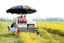 Xây dựng thương hiệu gạo Việt Nam: Nâng vị thế, tăng giá trị