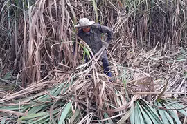 "Vị đắng" ngành mía đường