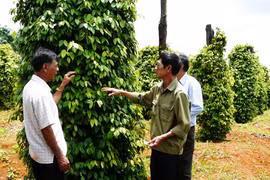 Mật ong, cá lăng đuôi đỏ Sêrêpốk... sẽ được Đăk Lăk ưu tiên đầu tư