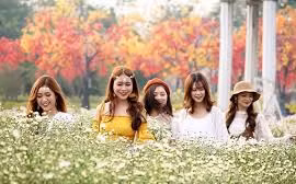 Đưa em về 'thanh xuân' với cúc họa mi đầu mùa