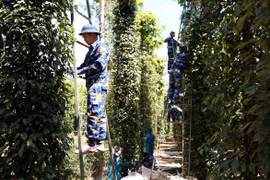 Trong 5 năm, giá 1 ký hồ tiêu từ 10 USD chỉ còn 2 USD