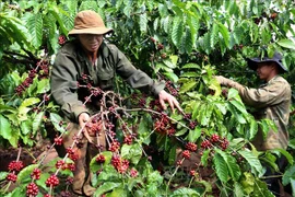 Nông nghiệp Tây Nguyên thích ứng với biến đổi khí hậu- Bài 4: Ứng dụng thành tựu khoa học vào sản xuất