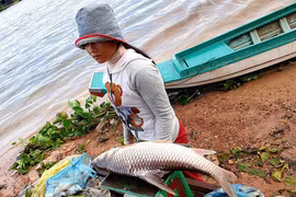 Nếu nay mai Biển Hồ hết cá...