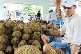 Thương lái Trung Quốc lùng mua, giá sầu riêng lên đỉnh 85.000 đ/kg