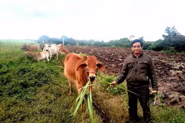 Hiệu quả từ các mô hình giảm nghèo ở huyện Kông Chro