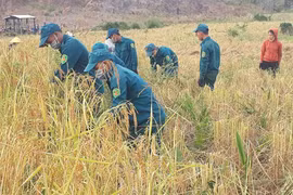 Dân quân và đồn Biên phòng Ia Nan giúp dân làng Nú thu hoạch lúa mùa