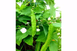 Nhớ món đậu rồng thời kháng chiến