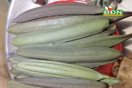Đắk Nông: Không ngờ cây dại ra quả dài ăn vào lại ra vị thuốc quý