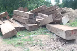 Phú Yên: Phát hiện nhiều vụ vận chuyển gỗ lậu