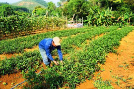 Vùng đất dân lên rừng Trường Sơn đem thứ rau lạ về vườn trồng, kiếm đều 5-7 triệu mỗi tháng