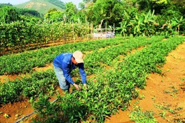 Vùng đất dân lên rừng Trường Sơn đem thứ rau lạ về vườn trồng, kiếm đều 5-7 triệu mỗi tháng