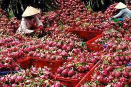 Trung Quốc tăng tốc nhập khẩu sầu riêng, sao xuất khẩu sầu riêng Việt Nam vẫn giảm?