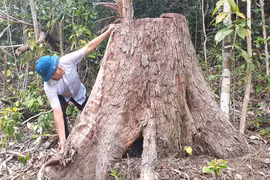 Bị bắt, lâm tặc khai ra vị trí phá rừng khác, cán bộ mới biết