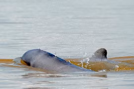 Campuchia đề cử 4 khu bảo tồn cá heo nước ngọt vào danh sách di sản