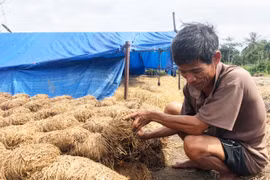 Nông dân thôn Đoàn Kết thu nhập khá từ nấm rơm