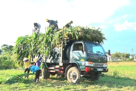 Bình Định: Lạ, trồng bắp chưa kịp ra trái mà đã cắt cả cây bán sạch, tiền thu về nhiều hơn bán hạt