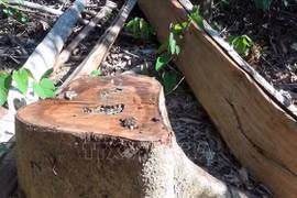 Vụ mở đường phá rừng giáp ranh tại Phú Yên: Quy mô thực tế lớn hơn so với báo cáo