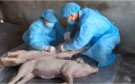 Tái phát dịch tả heo châu Phi tại Ayun Pa