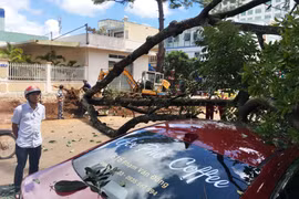 Pleiku: Cây xanh bật gốc đè nát đầu xe con