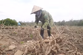 Krông Pa: Thoát nghèo nhờ biết cách làm ăn