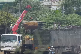 Đắk Nông chỉ đạo xử lý hành vi tiêu thụ, chế biến khoáng sản trái phép