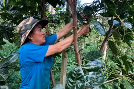 Chư Prông quan tâm chuyển đổi cơ cấu cây trồng