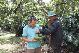 Đắk Lắk: Trồng cây bơ "không tên" vẫn thu tiền tỷ, "đá" văng các giống bơ ngoại ra khỏi nhiều khu vườn