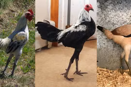 Mãn nhãn "siêu mẫu" gà chân dài miên man lại thẳng tắp vạn người mê