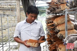 Từng lỗ "sấp mặt", kỹ sư công nghiệp bỏ túi mỗi năm hàng tỷ đồng nhờ trồng nấm