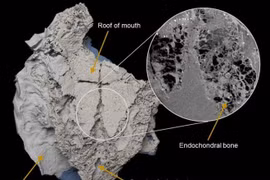 Hóa thạch thay đổi hiểu biết về lịch sử loài cá mập