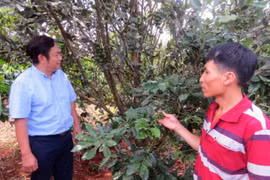 Nhìn lại 5 năm phát triển cây mắc ca ở Việt Nam: 23 tỉnh trồng, diện tích 16.400ha