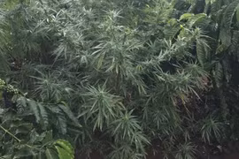 Đắk Nông: Phát hiện người dân trồng cây cần sa xen trong rẫy càphê